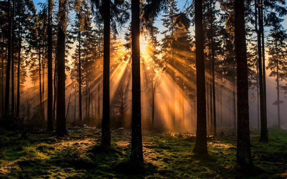 Forest for the Trees_1