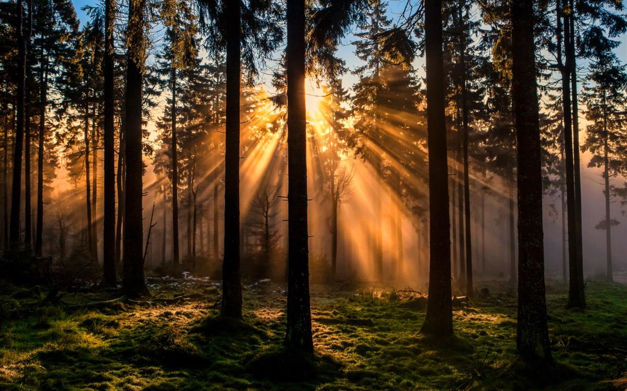 #1. Forest for the Trees (Windows) Podle: Microsoft Corporation