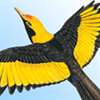 Field Guide to Australian Birds