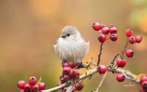 Small Birds by JessiBryan Photography Screenshots 2