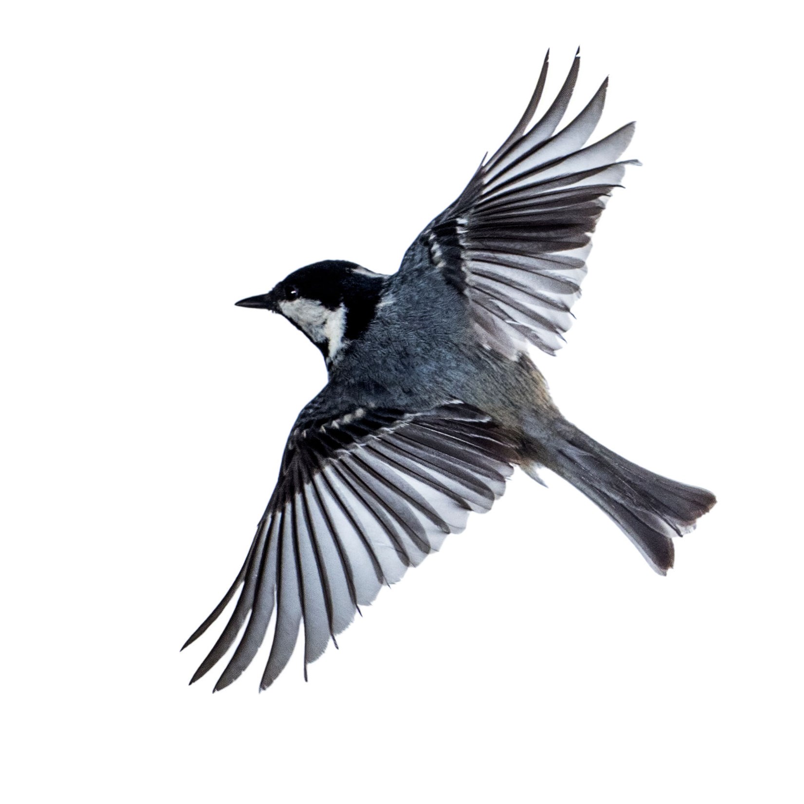 Speedy Wings