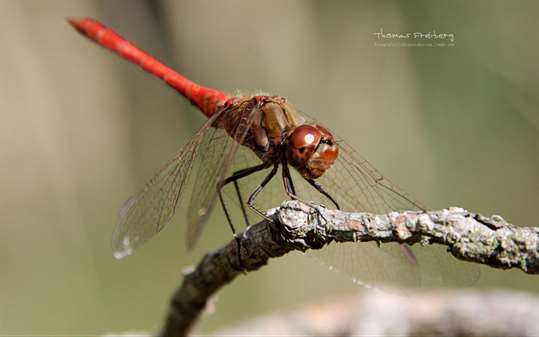 Dragonflies by Thomas Freiberg screenshot 3
