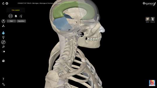 3D Organon Anatomy - Skeleton, Bones, and Ligaments screenshot 7