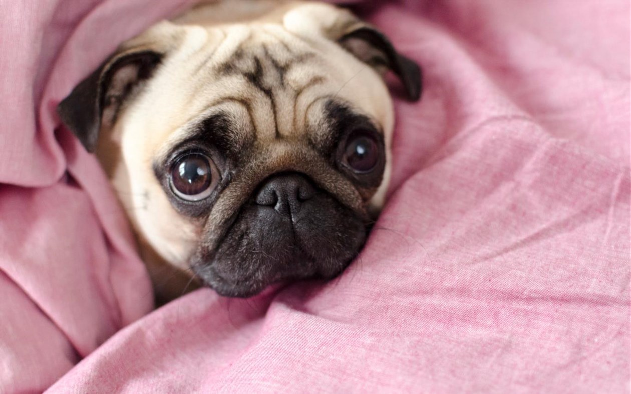 #2. Lovable Pugs (Windows) 由: Microsoft Corporation