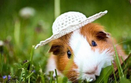 Guinea Pig Wallpaper small promo image