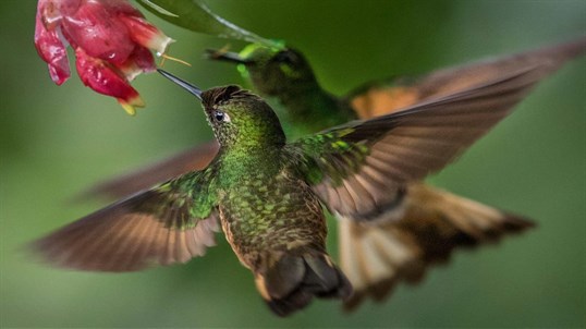 National Geographic Hummingbirds PREMIUM screenshot