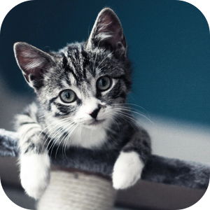 8k Cat Wallpaper HD HomePage icon