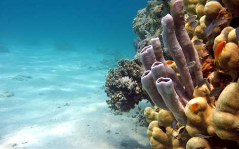 Fish and Corals Screenshots 2