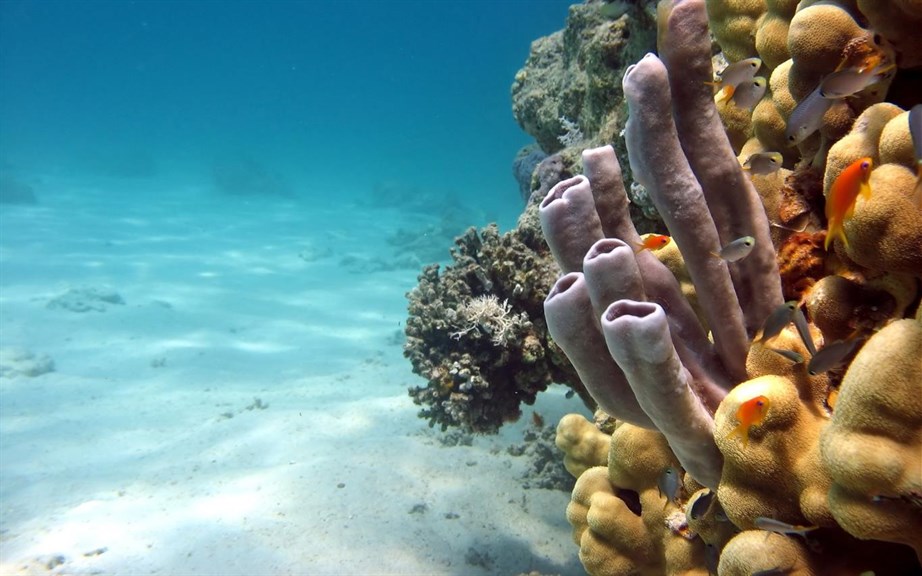 Fish and Corals_2