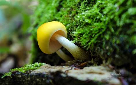The Forest Floor by Bojan Šeguljev Screenshots 1