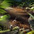 Empire of the Ants - Pre-order