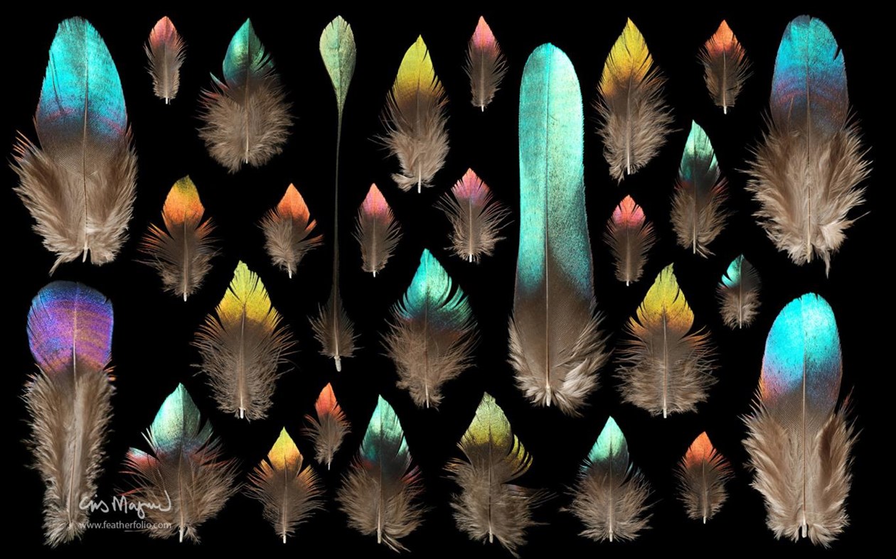 #2. Feather Photos by Chris Maynard (Windows) 由: Microsoft Corporation