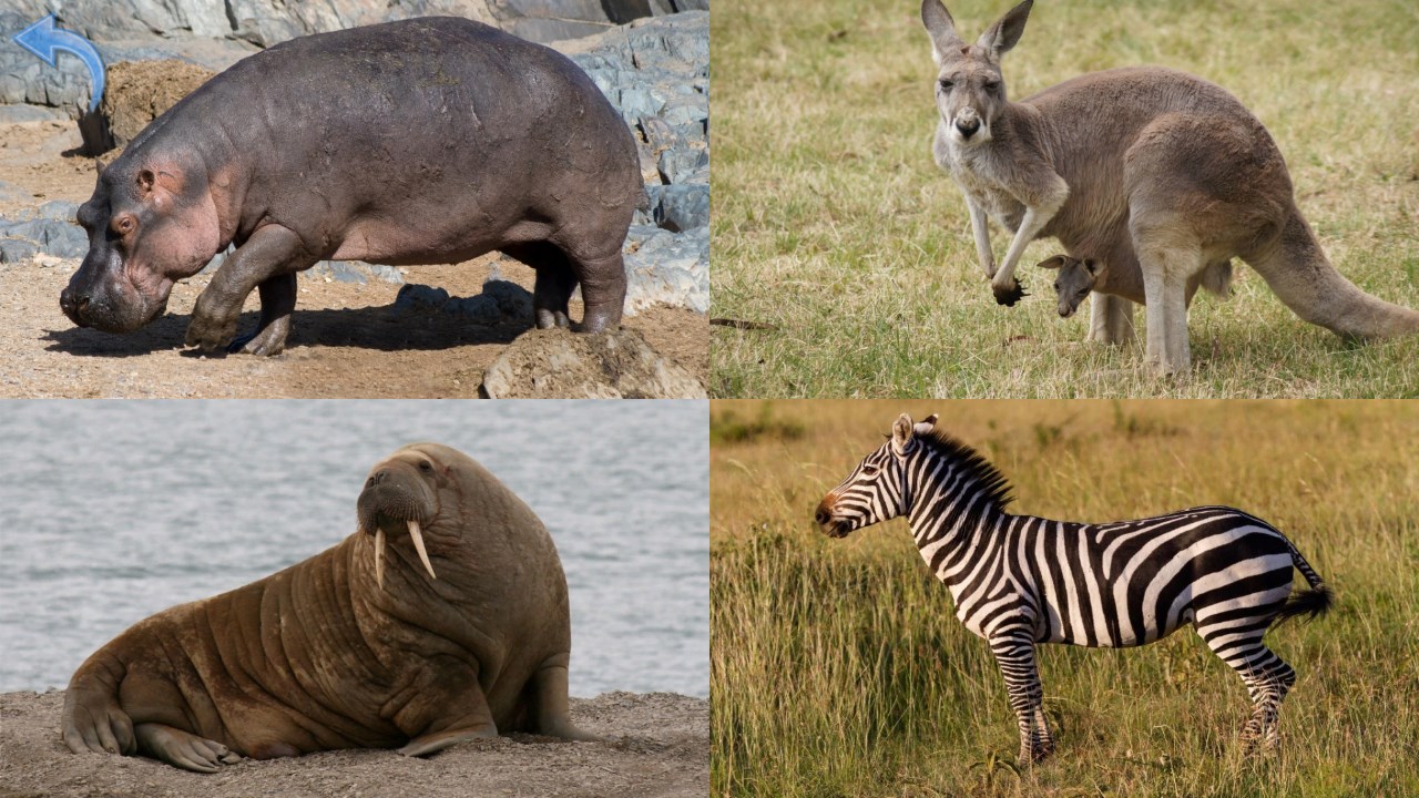 Recevoir Cris D Animaux Pour Les Enfants Jeux Bebe Gratuit Microsoft Store Fr Ch