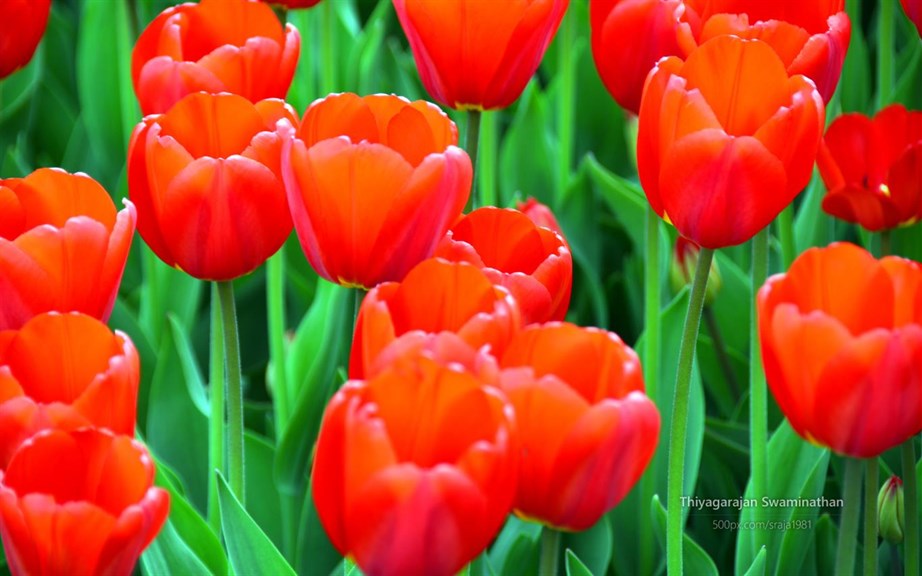 Tulip Festival by Thiyagarajan Swaminathan_4