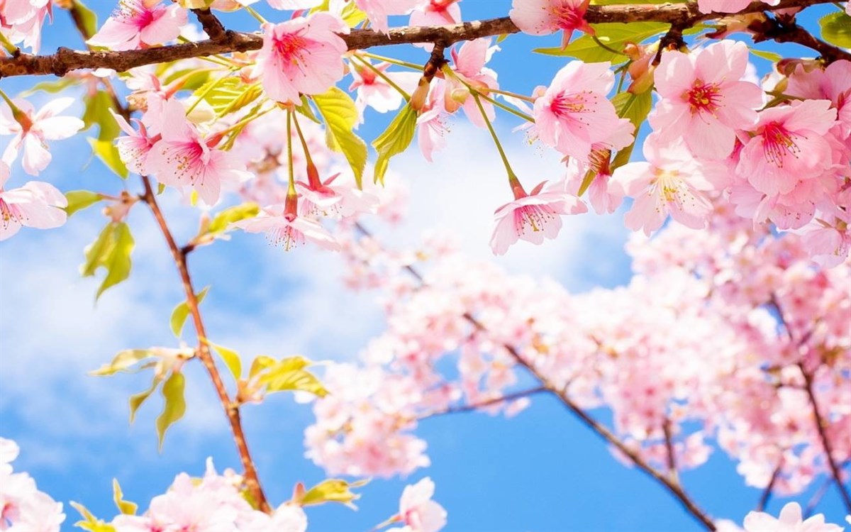 Spring Wallpaper New Tab
