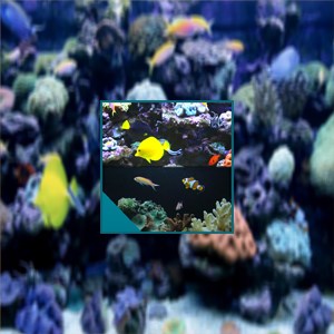 Coral Fish Aquarium