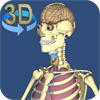 3D Anatomy