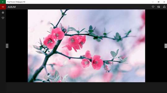 Free Flowers Wallpapers HD screenshot 4