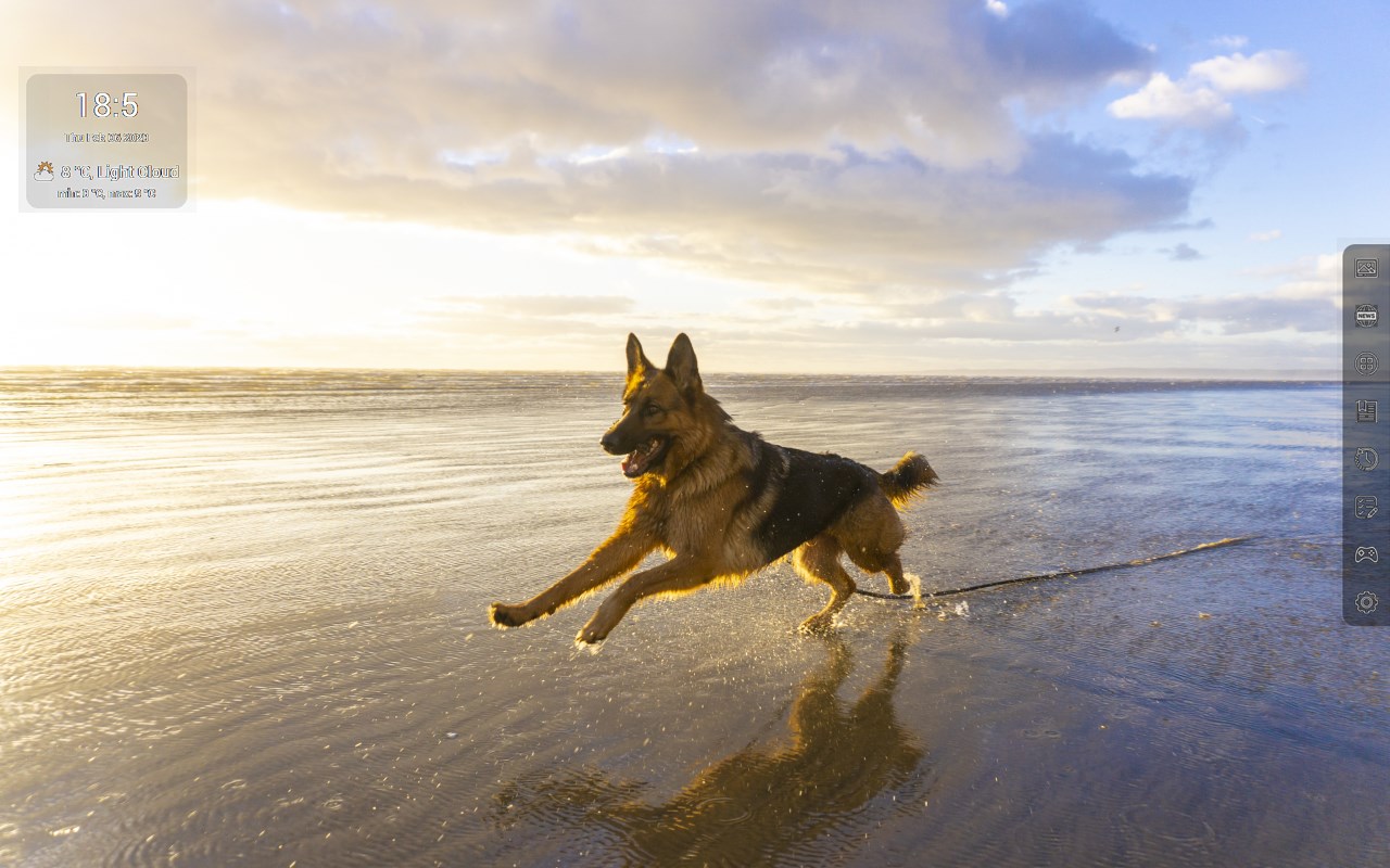 Shepherd dogs HD Wallpapers - Custom New Tab