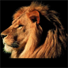 myAnimals
