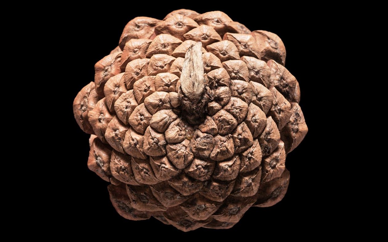 #3. Fibonacci Sequence in Nature (Windows) Podle: Microsoft Corporation