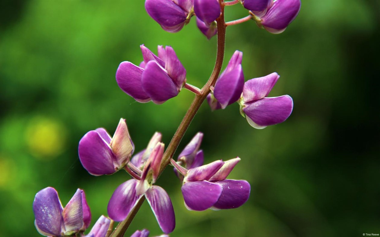 #4. Community Showcase Flora 2 (Windows) 由: Microsoft Corporation