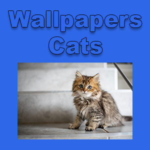 Papéis de parede - Gatos