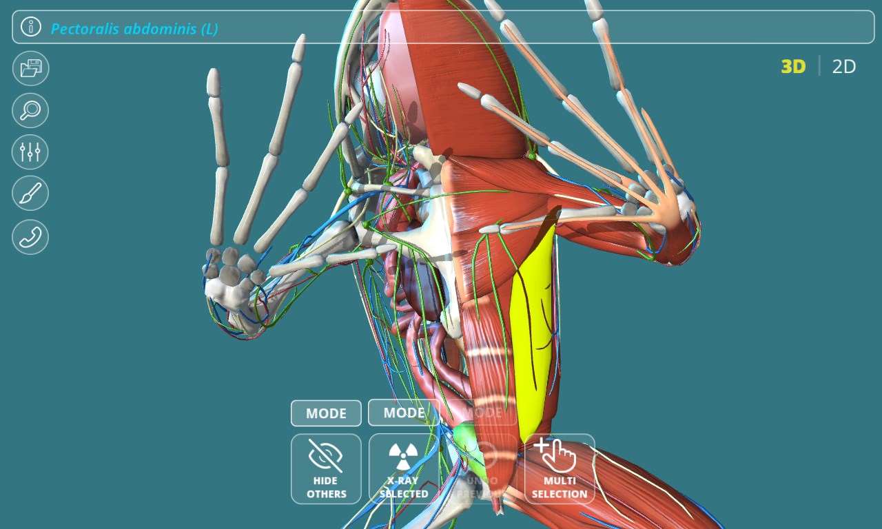 Muscular System Of A Frog