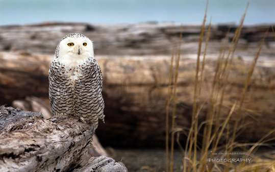 Snowy Owls by Christopher D Elliott screenshot 1