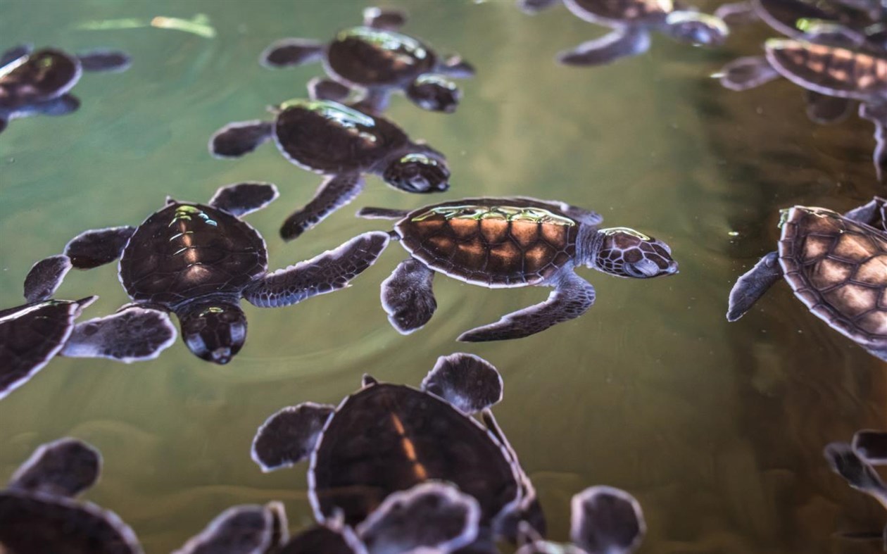 #4. Turtles and Tortoises (Windows) 由: Microsoft Corporation