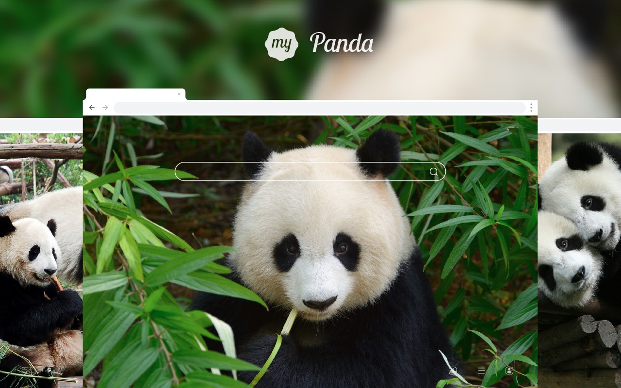 My Panda – Lovely Pandas & Bears Wallpapers