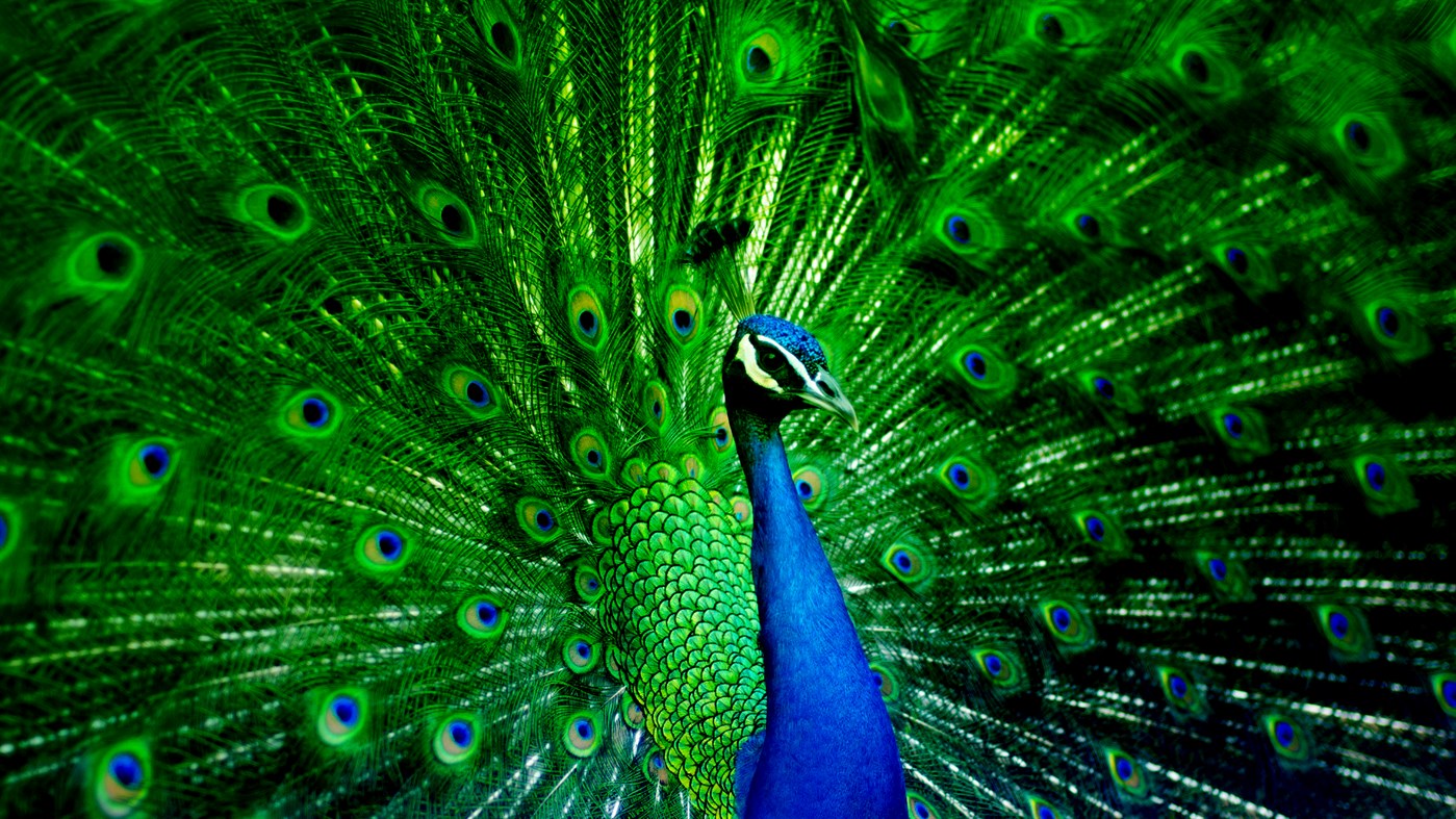 #1. Your Wpaps 3 (Windows) 由: peterolah