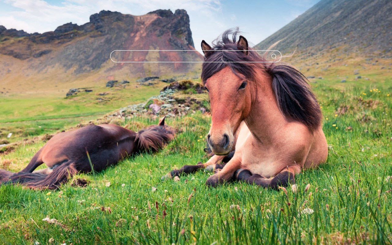 My Horses - Beautiful Horse HD Wallpaper