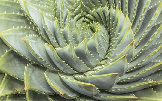 Fibonacci Sequence in Nature screenshot 4