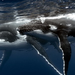 Whales HD Wallpaper New Tab Theme icon