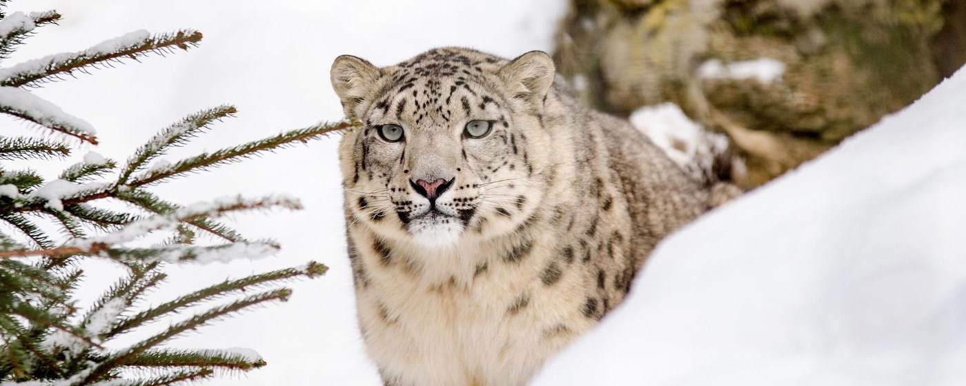 Snow Leopard Wallpaper New Tab marquee promo image