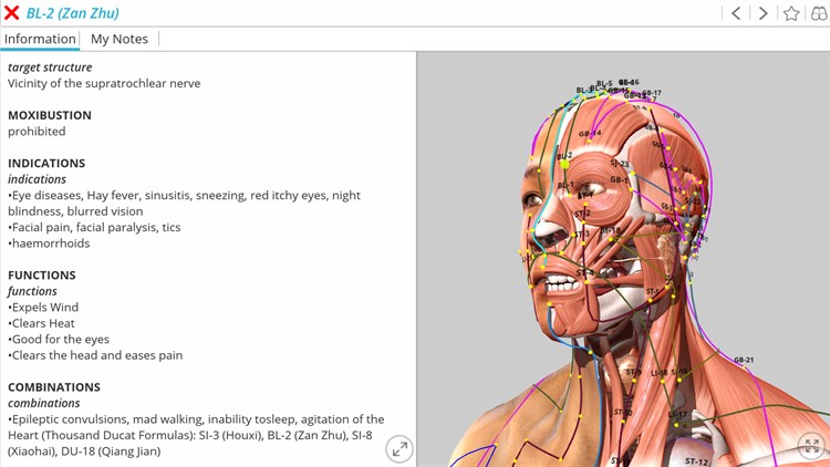 Visual Acupuncture 3D - Human - PC - (Windows)