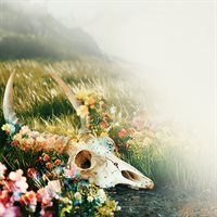 The Fading of Nicole Wilson