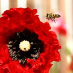 Community Showcase Insects