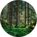 International Day Of Forests New Tab icon
