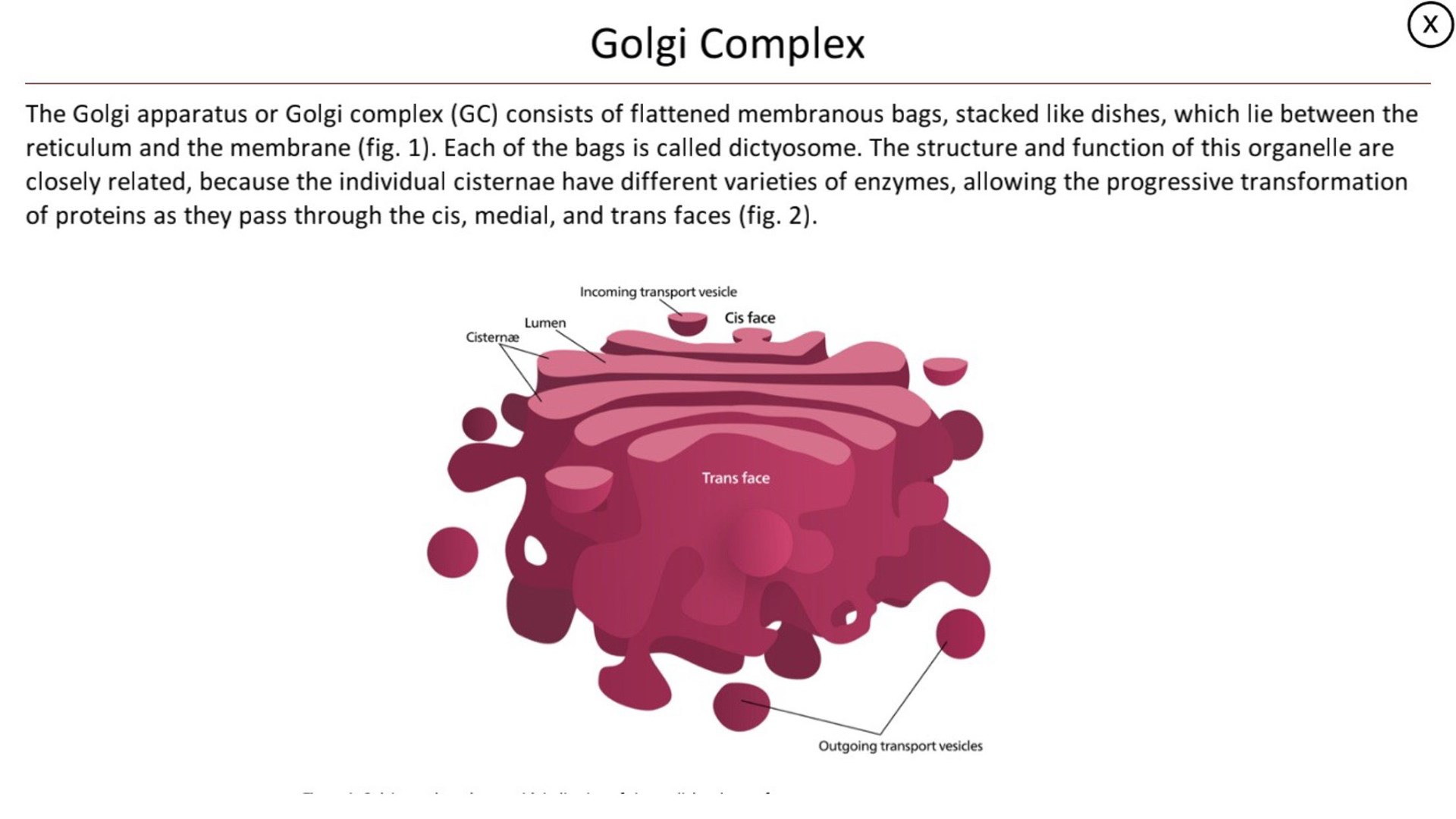 Скачать презентацию для класса Клетка система систем бесплатно