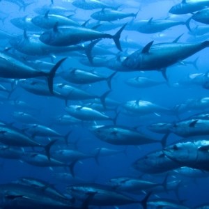 Tuna Ranch Reflections