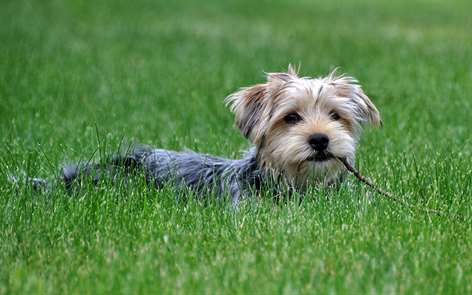 Dogs in Summer Screenshots 1