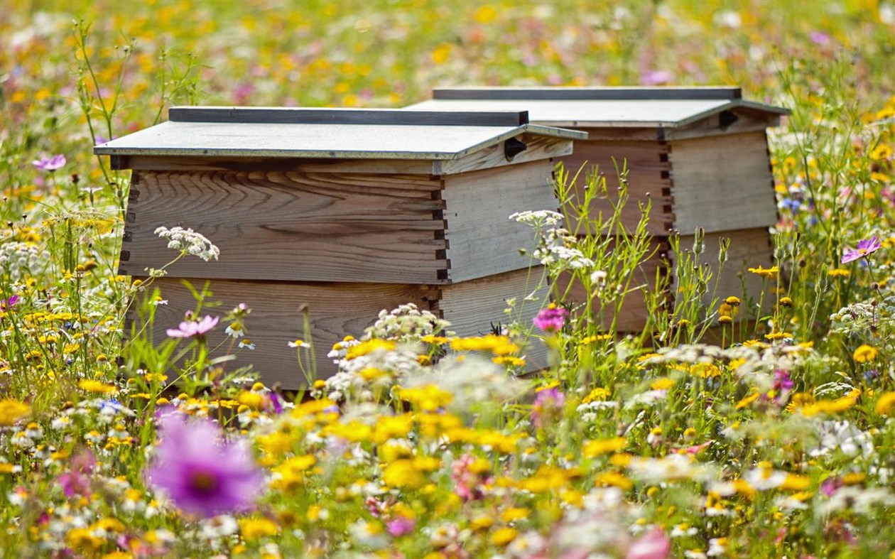 #4. Explore Beekeeping (Windows) 由: Microsoft Corporation