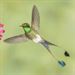 National Geographic Hummingbirds PREMIUM