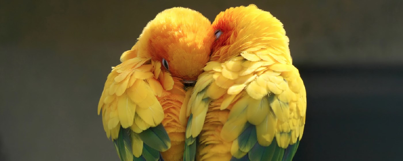 My Exotic Birds HD Wallpapers New Tab Theme promo image