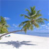 Tropical Beach 4k Live Wallpaper