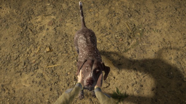 theHunter: Call of the Wild - German Shorthaired Pointer screenshot 3