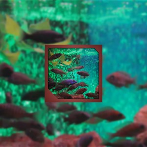 Virtual Aquarium