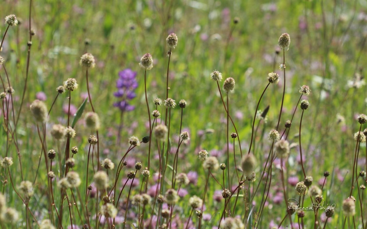 #3. Spring Blooms 2 by Rebecca Heigel (Windows) 由: Microsoft Corporation